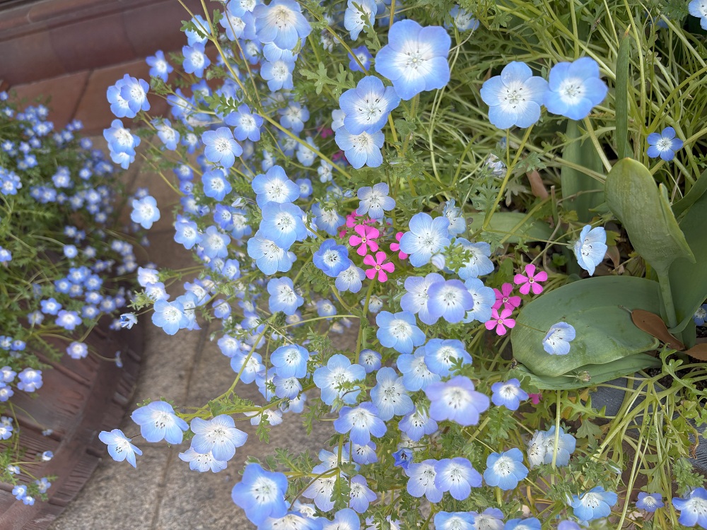 ⁎🌷⁎ GW定休日のご案内 ⁎🌷⁎